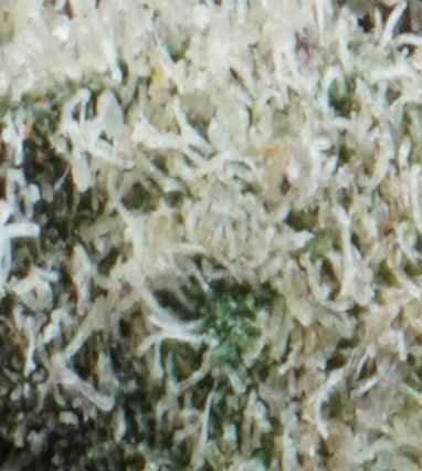 Banana Cream Cake x Jealousy closeup