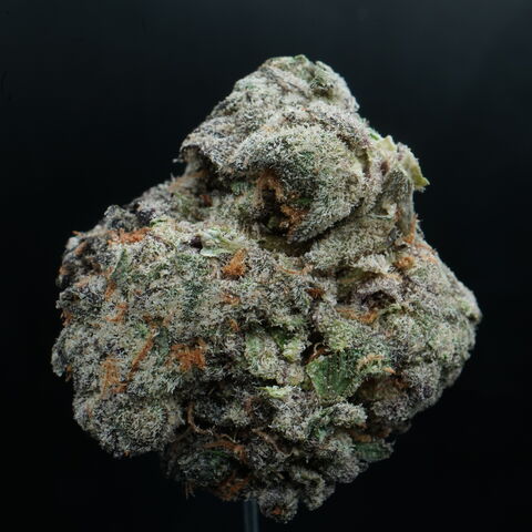 Banana Cream Cake x Jealousy flower