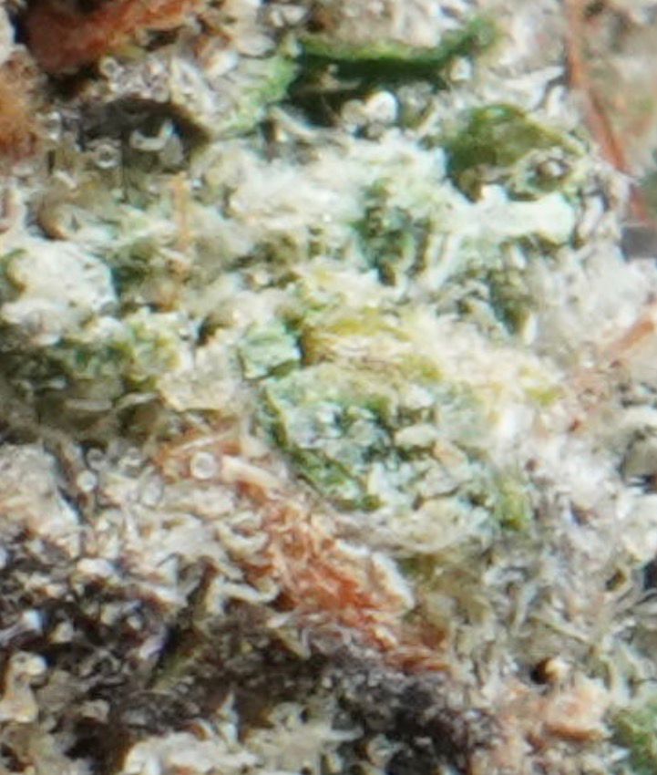 Permanent Cherries closeup